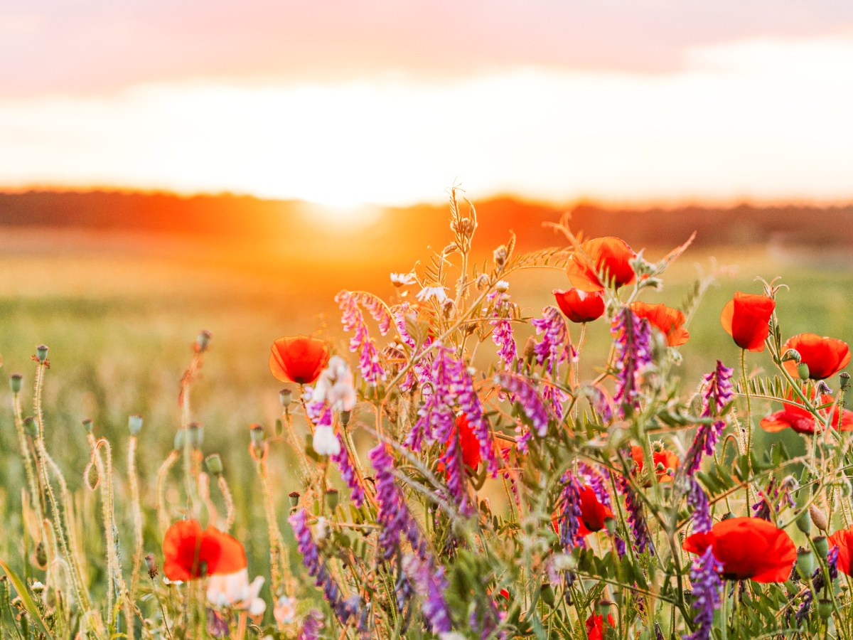 Le printemps en Médecine Traditionnelle Chinoise : la saison du renouveau et de l’élan&nbsp;vital