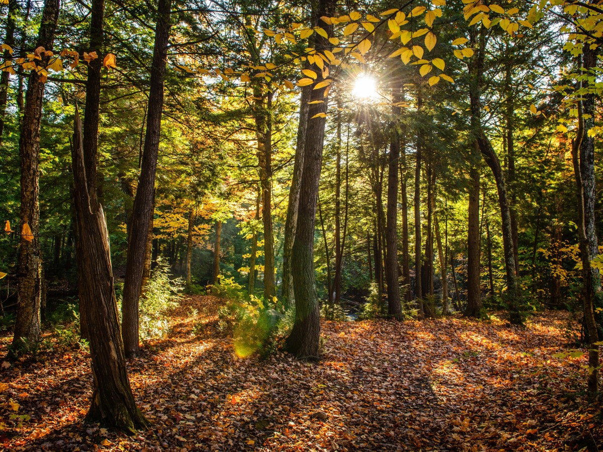 Et si votre corps était une forêt ? Ce que la kinésiologie vient rééquilibrer en&nbsp;vous